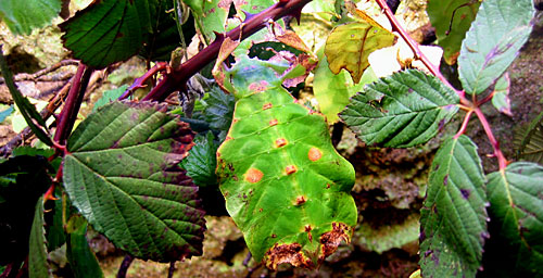 Tarnkappeninsekt