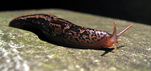 Leoparden Nacktschnecke