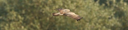 schonwieder derselbe Greifvogel