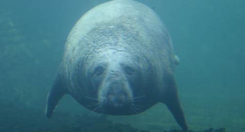 Coney Island Aquarium Walrus