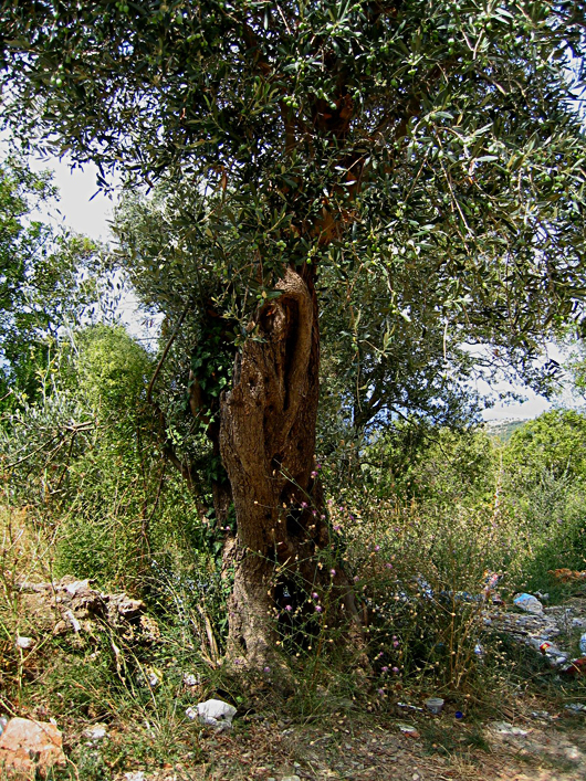Olivenbaum an der Adria.