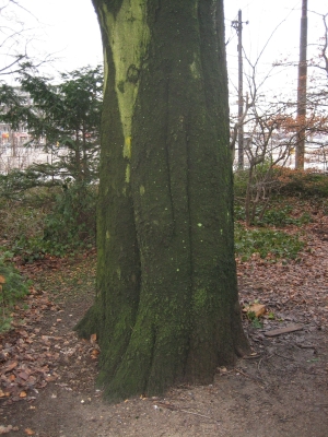 Der bemittleidenswerteste Baum Bremens