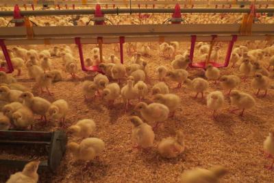 Die Babies sind so s&uuml;&szlig;!