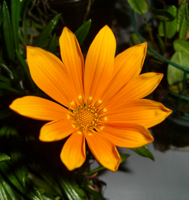 Orange Blüte - evtl. Mittagsblume