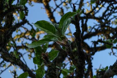 Der Blick durch das Geäst eines alten Apfelbaums in den Himmel