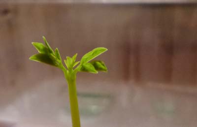 Moringa oleifera - erste Blätter
