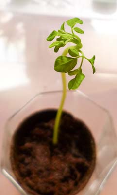 Moringa Oleifera - Blätter einer jungen Pflanze
