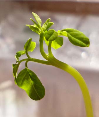 Moringa Oleifera - Nahaufnahe Blätter Jungpflanze