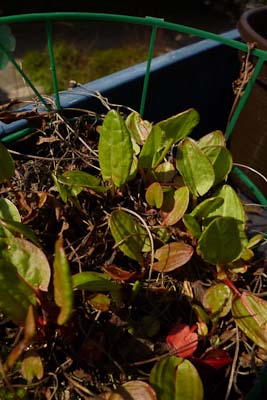 Sauerampfer - erste junge Blätter nach dem langen Winter