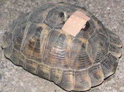 injured turtle