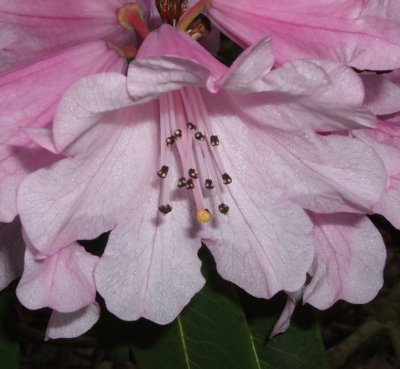 Blüte Rhododendron