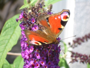 Schmetterlingsstrauch mit Schmetterling