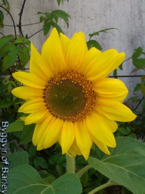 Sonnenblume nach einigen Tag
