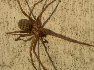 Bild einer Spinne