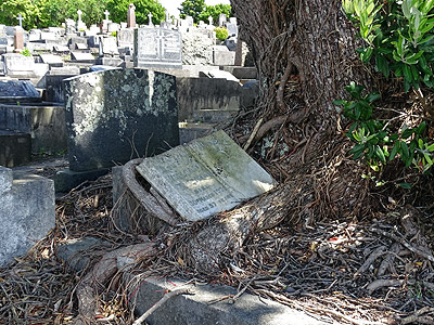 Hillsborough Cemetery - Clifton Road - Auckland - New Zealand - 5 December 2014 - 10:37