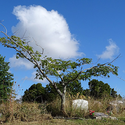 Waikumete Cemetery - Glenview Road - Glen Eden - Auckland - New Zealand - 18 February 2015 - 9:42