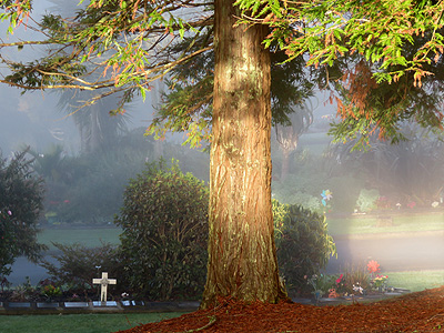 North Shore Memorial Park - Schnapper Rock Road - Albany - Auckland - New Zealand - 13 August 2014 - 8:03