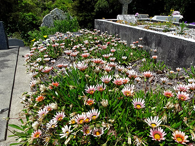 Albany Presbyterian Cemetery - Albany Highway - Auckland - New Zealand - 19 November 2014 - 13:47