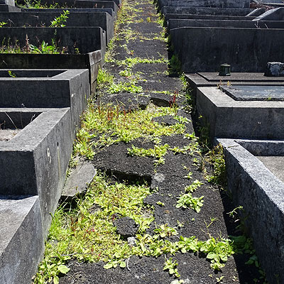 Hillsborough Cemetery - Clifton Road - Auckland - New Zealand - 5 December 2014 - 10:59