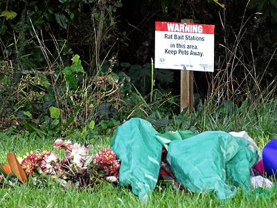 Memorial Park - Schnapper Rock Road - Albany - Auckland - 6 June 2014 - 9:08