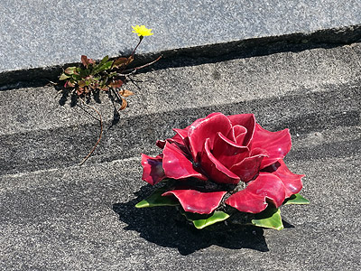 Hillsborough Cemetery - Clifton Road - Auckland - New Zealand - 5 December 2014 - 10:11