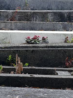 Hillsborough Cemetery - Clifton Road - Auckland - New Zealand - 5 December 2014 - 11:45