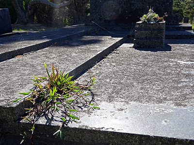 Waikumete Cemetery - Glenview Road - Glen Eden - Auckland - New Zealand - 13 February 2015 - 17:03