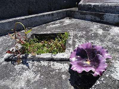 Hillsborough Cemetery - Clifton Road - Auckland - New Zealand - 5 December 2014 - 10:45