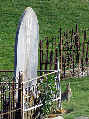 Palmerston Cemetery - New Zealand - 8 October 2015 - 9:30