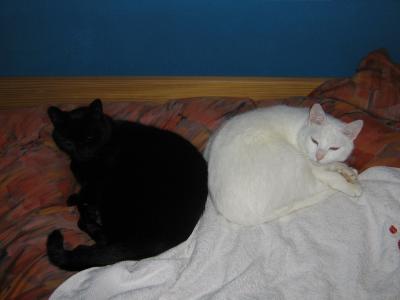 Unsere beiden Haustyrannen "Blacky" und Dal'Ho(Mondtiger)