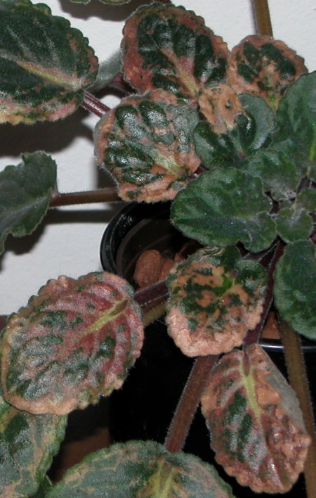 Usambaraveilchen mit braunen Blättern