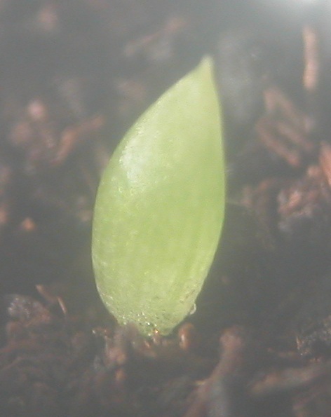 Haworthia maughanii am 02. Juni 2009