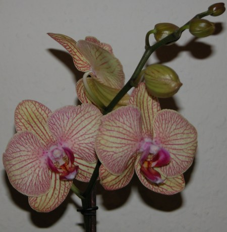 neue Phalaenopsis