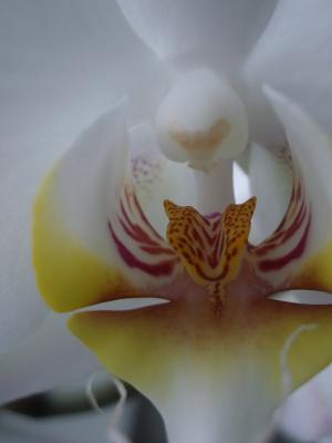 sexy Orchid