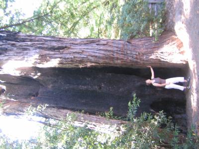 Redwoods im Big Sur