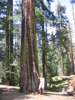 Riesenbäme aber noch keine Sequoia