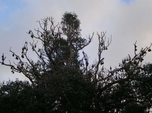 Fledermäuse im Botanischen Garten