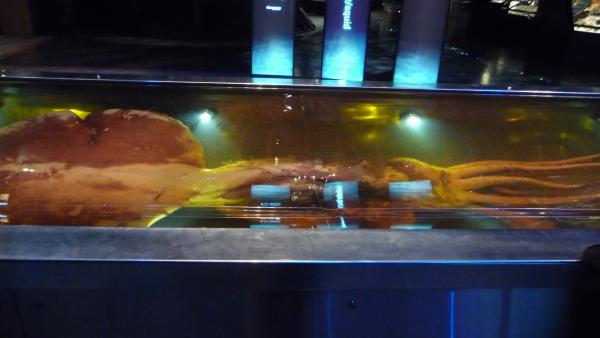 Der Riesen-Tintenfisch