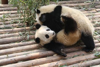 In der Giant Panda Breeding Research in Chengdu geht es den Bären gut. Ansonsten geht es ihnen schlecht.  