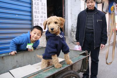 Dieser Hund ist spektakulaerer als die Terrakottakrieger, fuer die Xi'An sonst so beruehmt ist. Er traegt einen Pullover. 