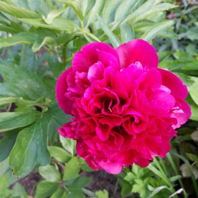 Das ist eine Blume, die ich einfach wundersch&ouml;n finde!