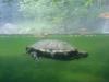 Schildkröte im Skansen