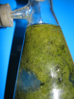 geschlossenes biosystem: algen - wasser- schnecken