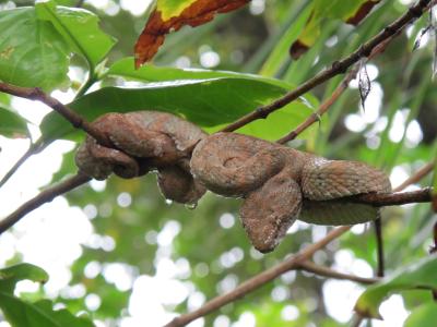 im Cahuita Nationalpark