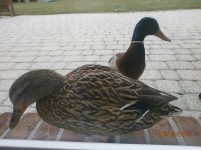 Enten vor dem Fenster