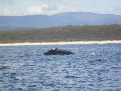 Whalewatching Whalewatching