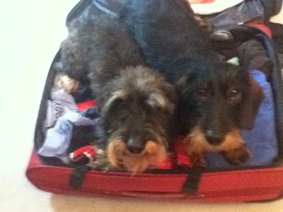 Darf ich vorstellen? Mein Halbbruder Ernesto. Wir verbringen das Weihnachtsfest mit unserer Familie und da darf er natürlich nicht fehlen.
<br />
Genauso wie ein gute Gänsebraten. Darf ich vorstellen? Mein Halbbruder Ernesto. Wir verbringen das Weihnachtsfest mit unserer Familie und da darf er natürlich nicht fehlen.
<br />
Genauso wie ein gute Gänsebraten.