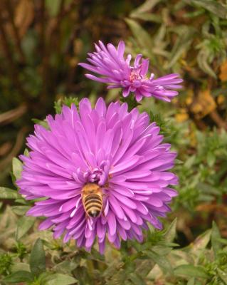 wundersch&ouml;ne, lilafarbene Blume mit einer Biene