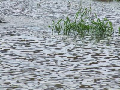 Doch die Hundeblume bl&uuml;ht ...