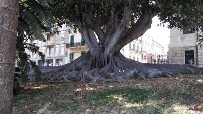 ganz sch&ouml;n verwurzelt